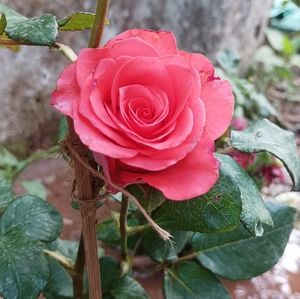 Meet your Posher, Sana